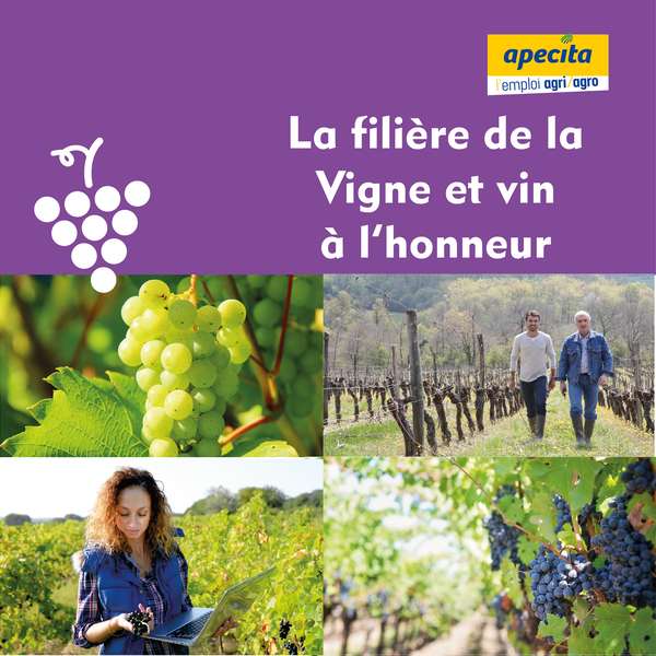 offres d emploi apecita