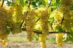 AUX SAVEURS DU QUERCY