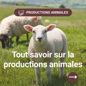 Productions animales 2026