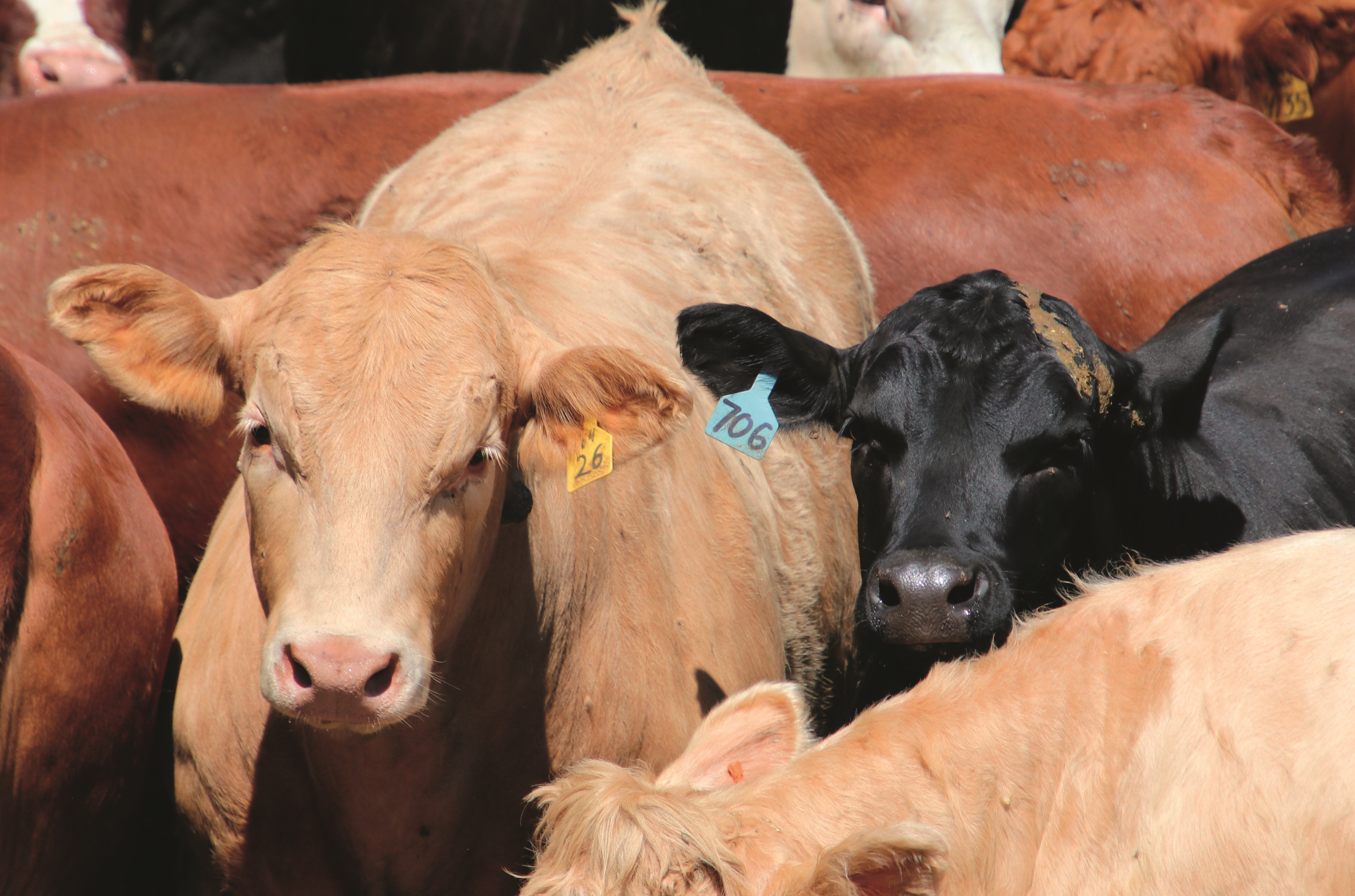 Baromètre Agence Bio : Quel avenir pour la filière viande bovine à l'horizon 2040 ?