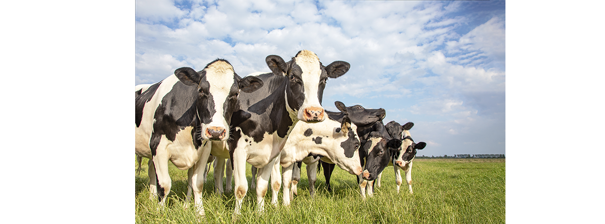 La location de vaches comme mode de financement