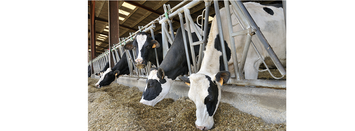 Les chiffres clés de l'agriculture en Bretagne