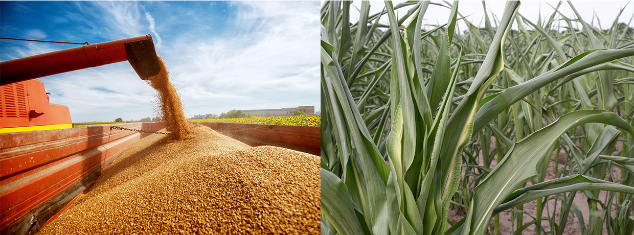 Changement climatique : un impact déjà sensible sur la production agricole