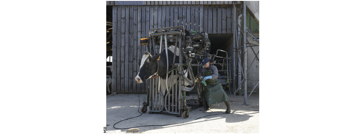 Pédicure bovine « Le bien être animal, c’est aussi des pieds en bon état »