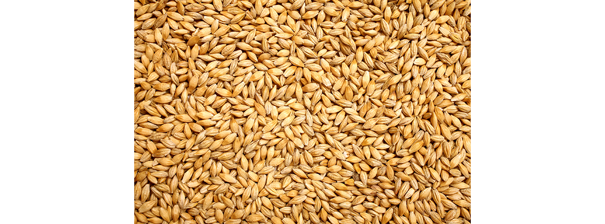 Une production de blé européenne attendue à 146 millions de tonnes