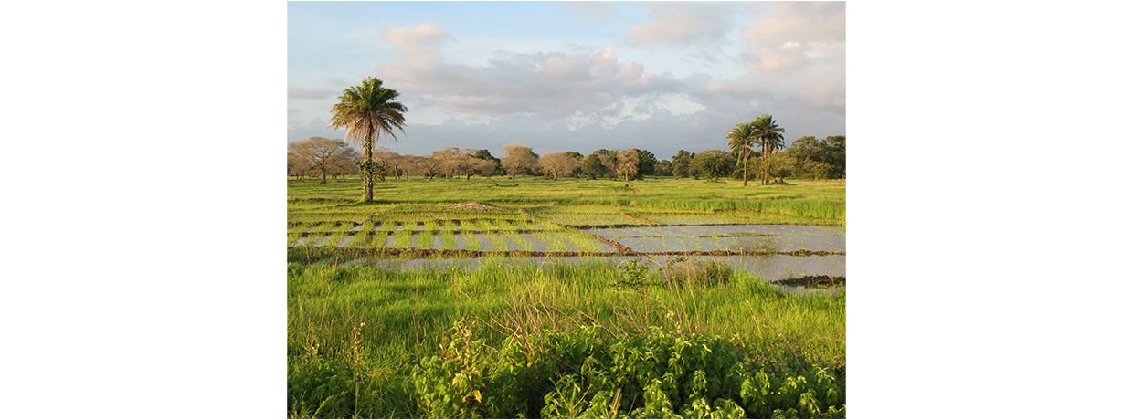 Institut Agro/Cirad : Pollenis, un dispositif mutualisé sur l’ingénierie de formation au Sud