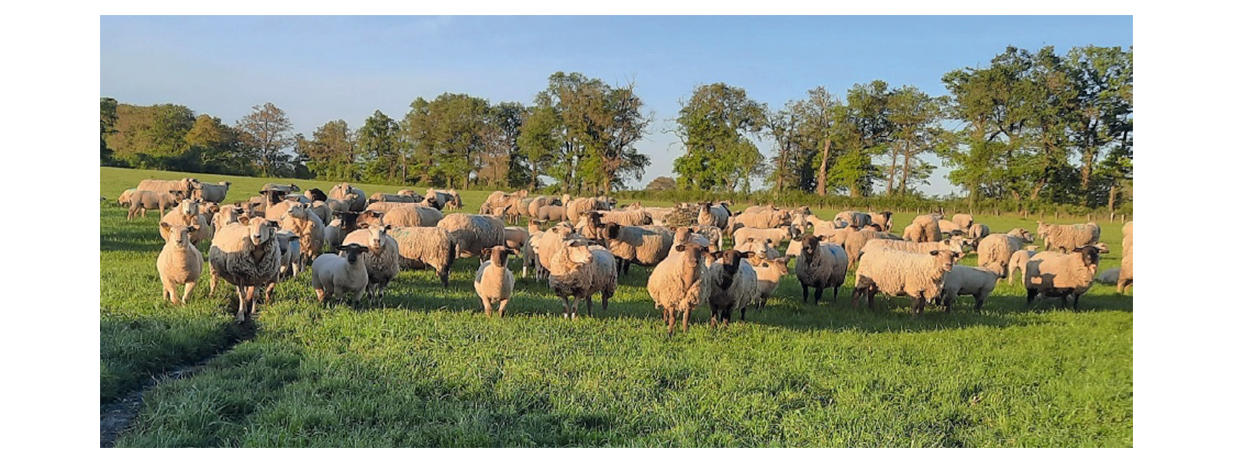 Conduite de l'élevage : Le responsable de troupeau est loin d'être un mouton