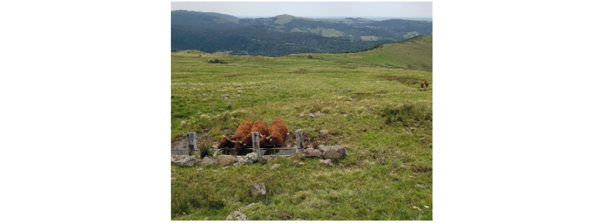 Coptasa : Accueillir 4 000 bovins en estive tous les étés