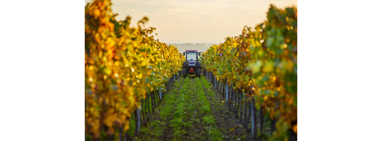 Vigne/vin : Des difficultés de recrutement croissantes pour les métiers de la production