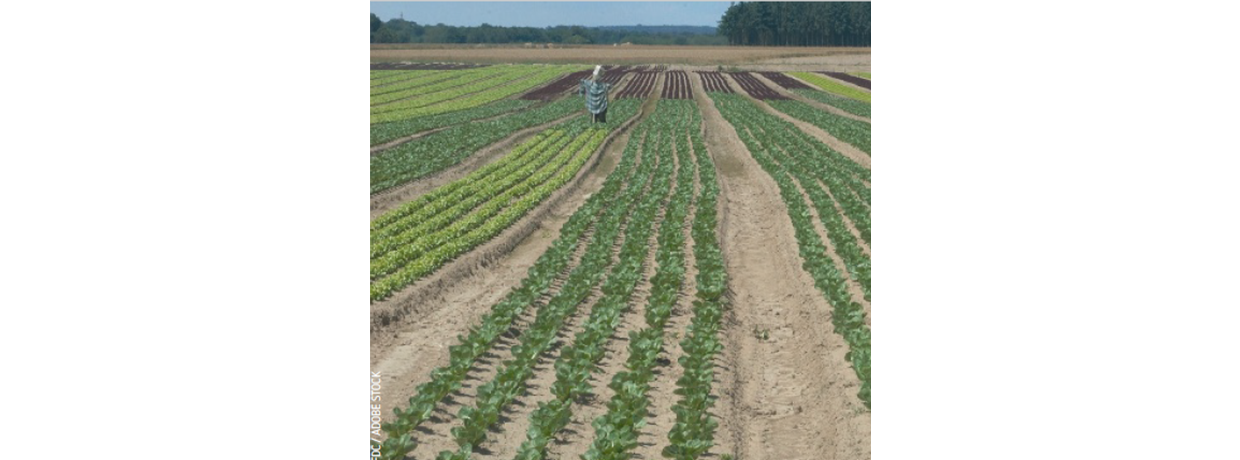 Interfel : La filière des fruits et légumes frais en Île-de-France