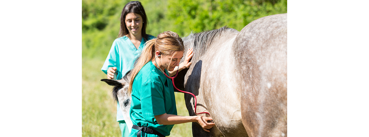 Normandie Équine Vallée : Vers un campus international du cheval