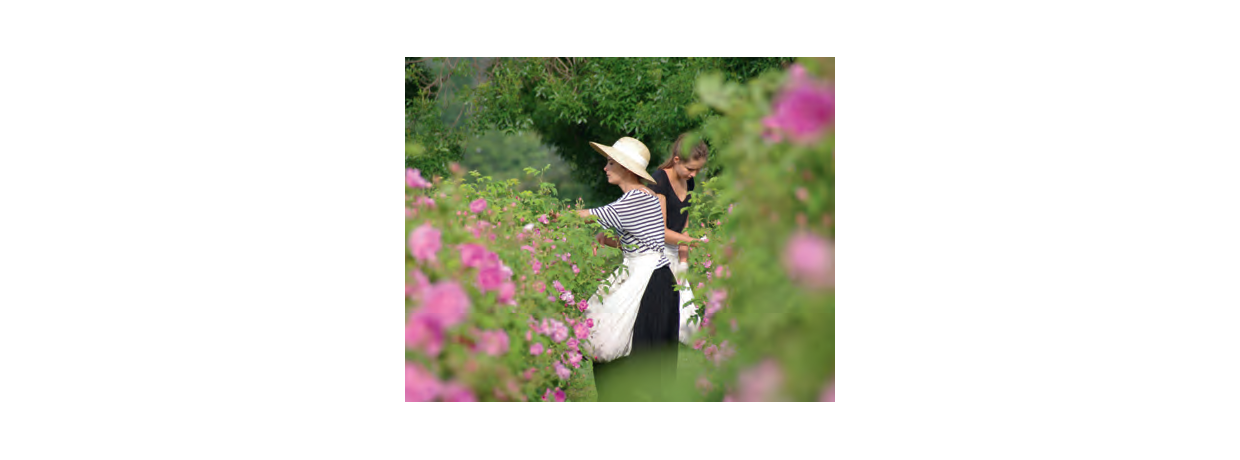Un parfum de renaissance pour les fleurs de Grasse