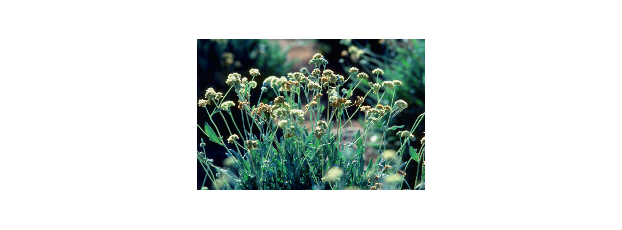 Guayule, la révolution verte : Du caoutchouc en France