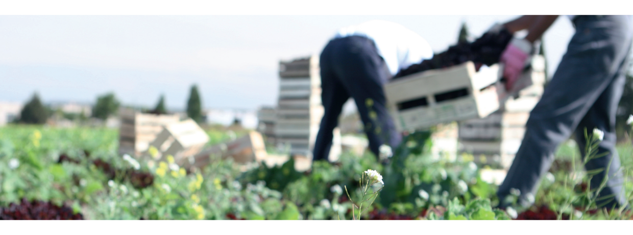 Installation agricole Cultive lance une formation pour les maraîchers